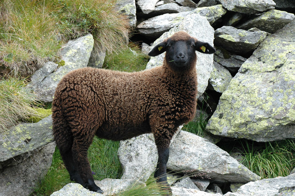 Aufpasser, Tiroler Bergschaf