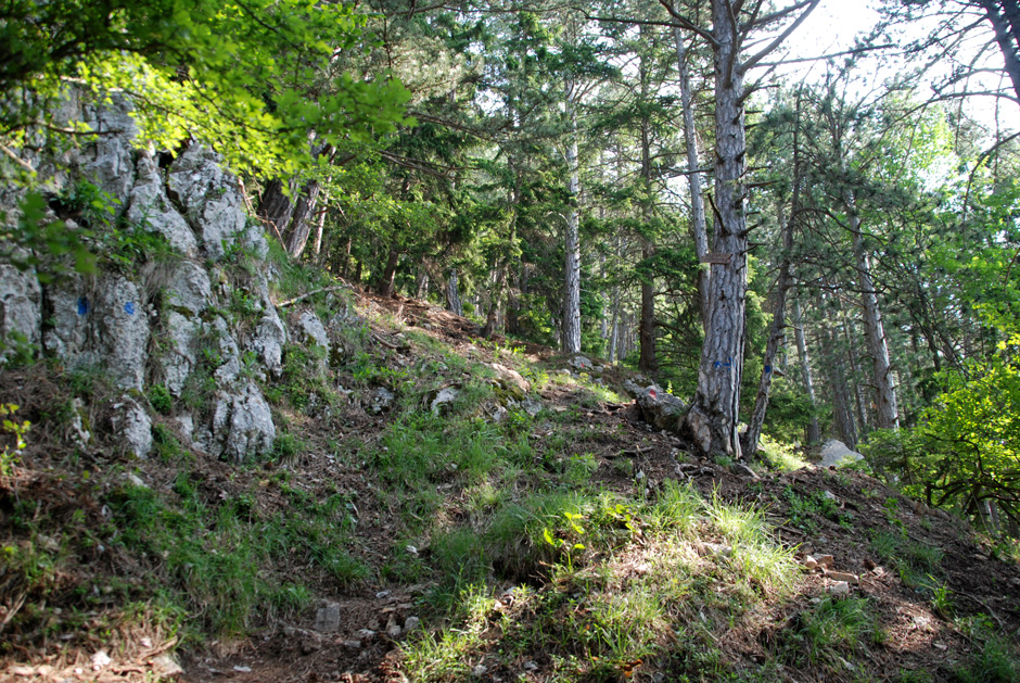 Abzweigung zum Wildenauersteig und Gebirgsvereinssteig