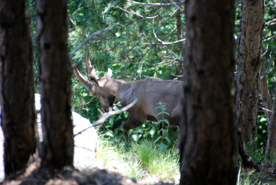 Steinbock