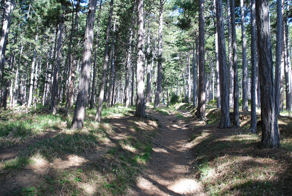 Waldweg zum Hubertushaus