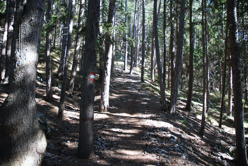 Waldweg zum Hubertushaus