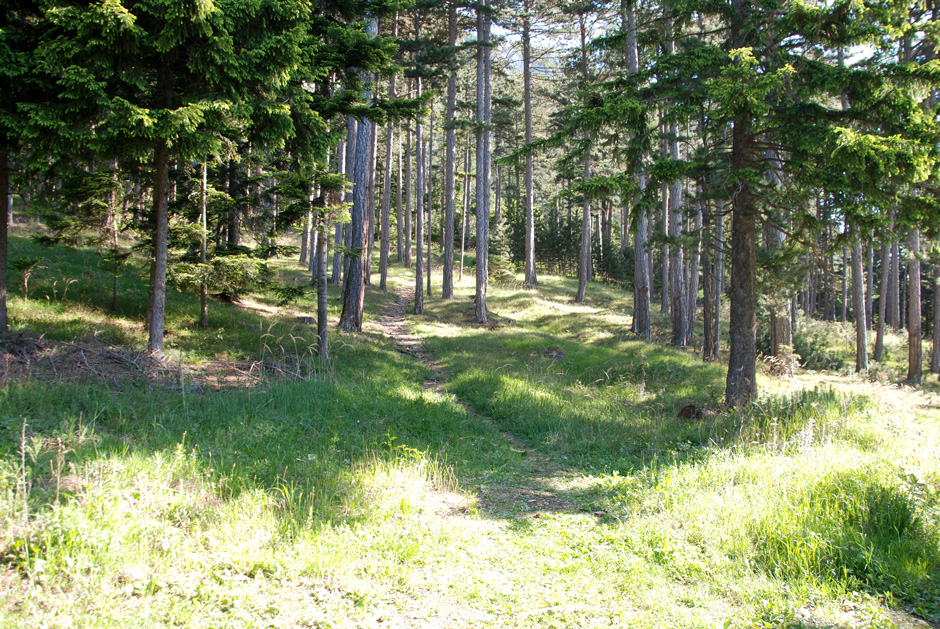 Unmarkierter Weg Richtung Wandfußsteig