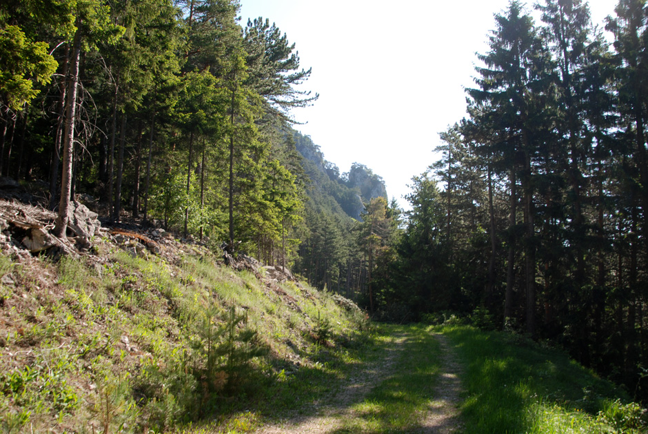 Forstweg nach Rechts