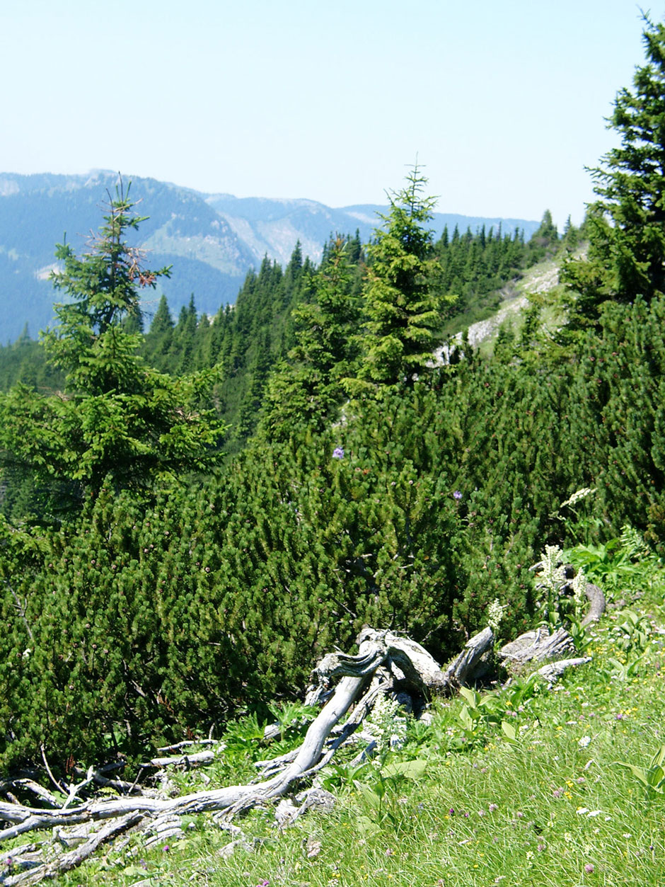 Bärenlochsteig Rückblick Bärengraben