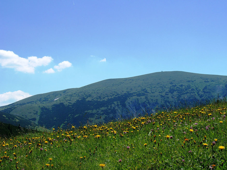 Heukuppe vom Bärengraben