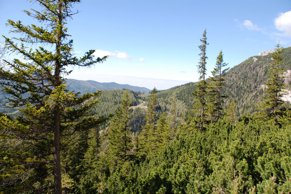 Waldweg Holzknechtsteig