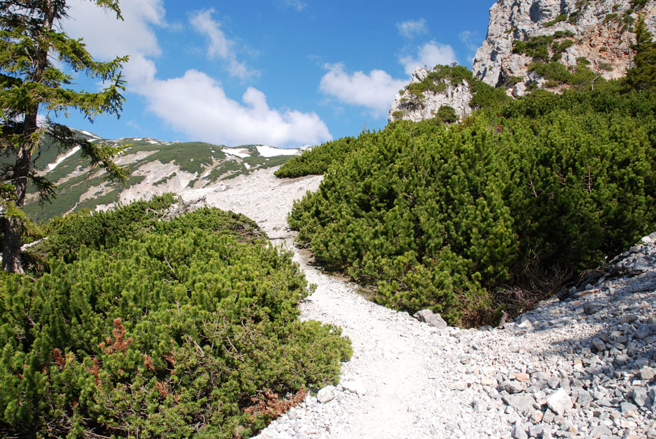 Waldweg Holzknechtsteig