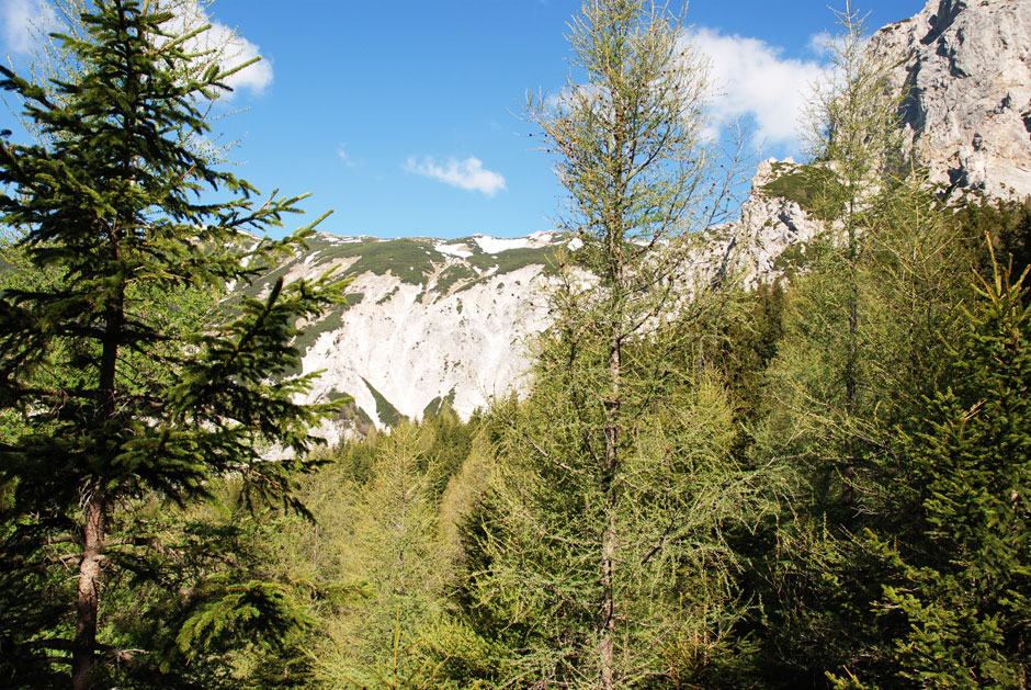 Waldweg zu den Klettersteigen