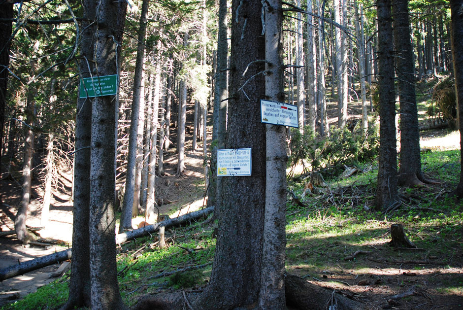 Waldweg zu den Klettersteigen