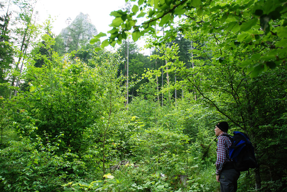 Nadelspitz im Hintergrund