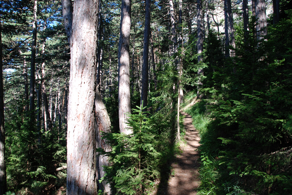 Wanderweg, Binderweg und Wandfußsteig
