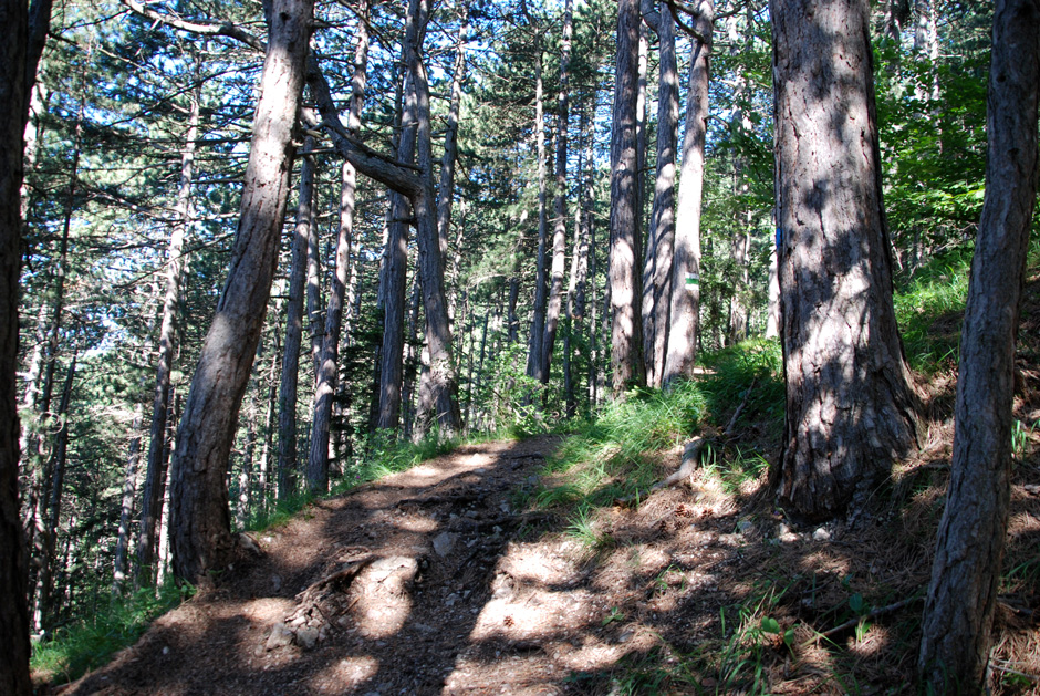 Wanderweg, Binderweg und Wandfußsteig