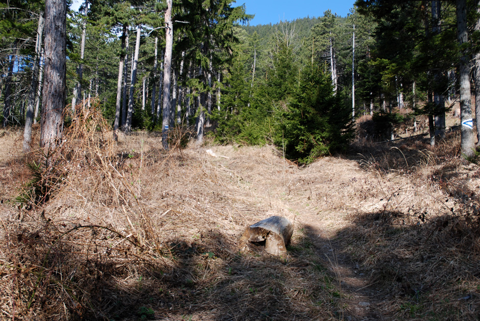 Zustieg Waldweg