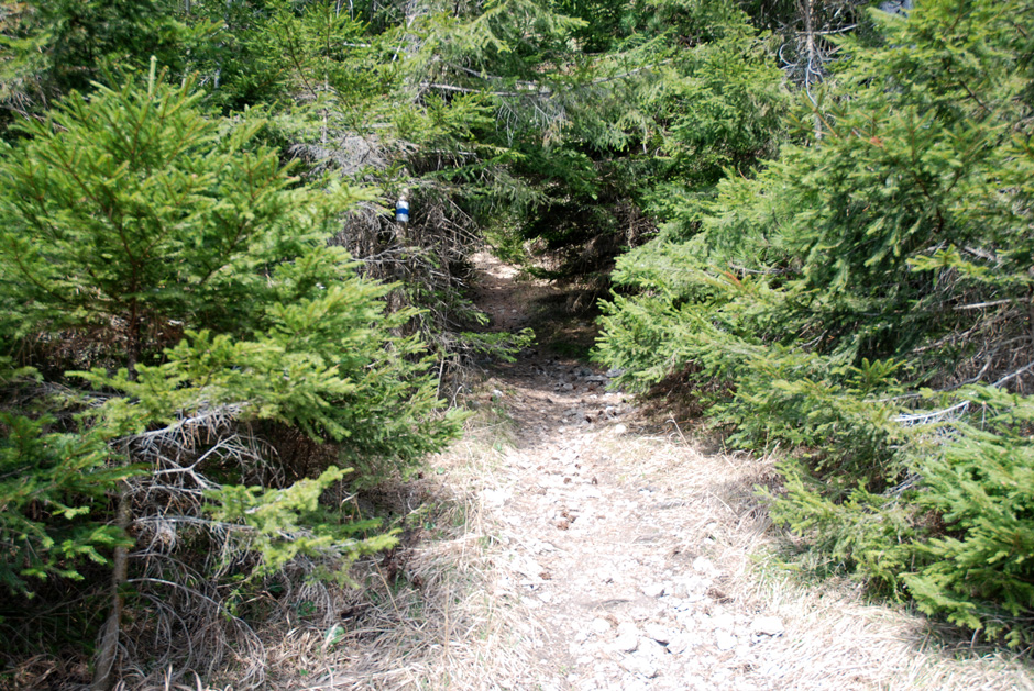 Zustieg Waldweg