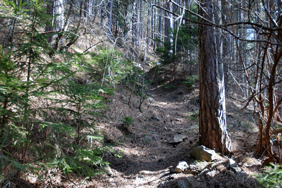 Zustieg Waldweg