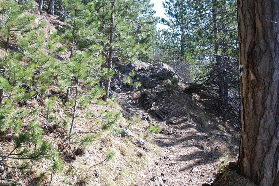 Waldweg