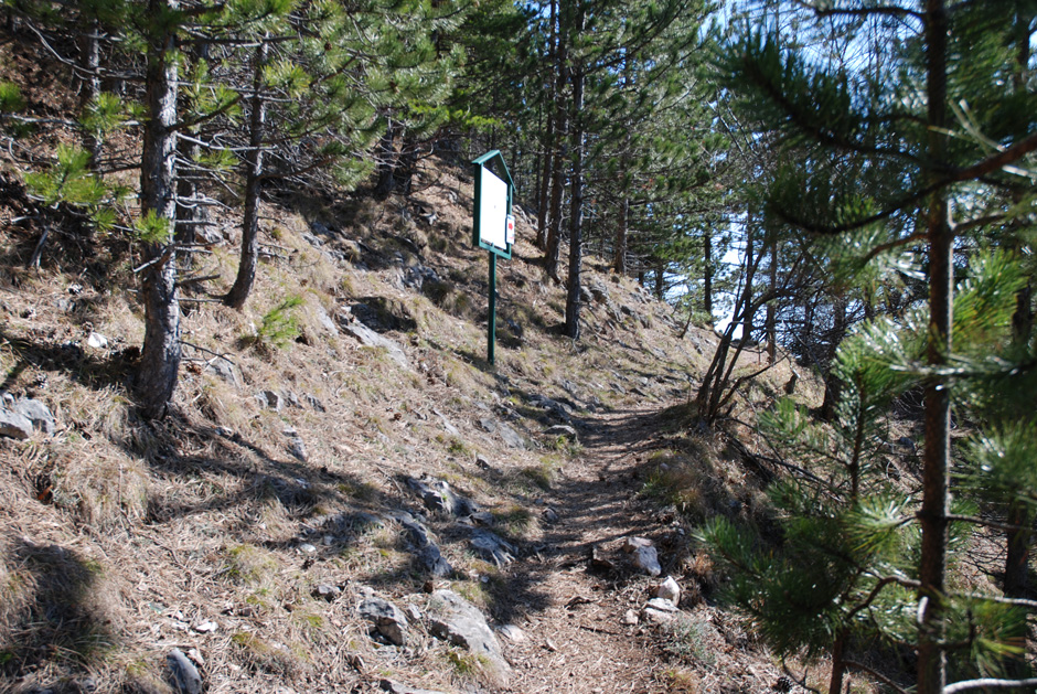 Waldweg mit Infotafel