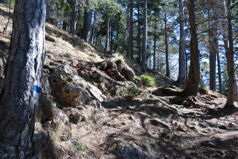 Waldweg