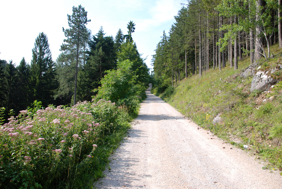 Forstweg Hengstweg