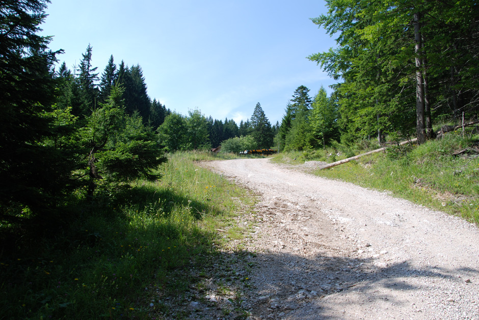 Forstweg Hengstweg mit Salamander