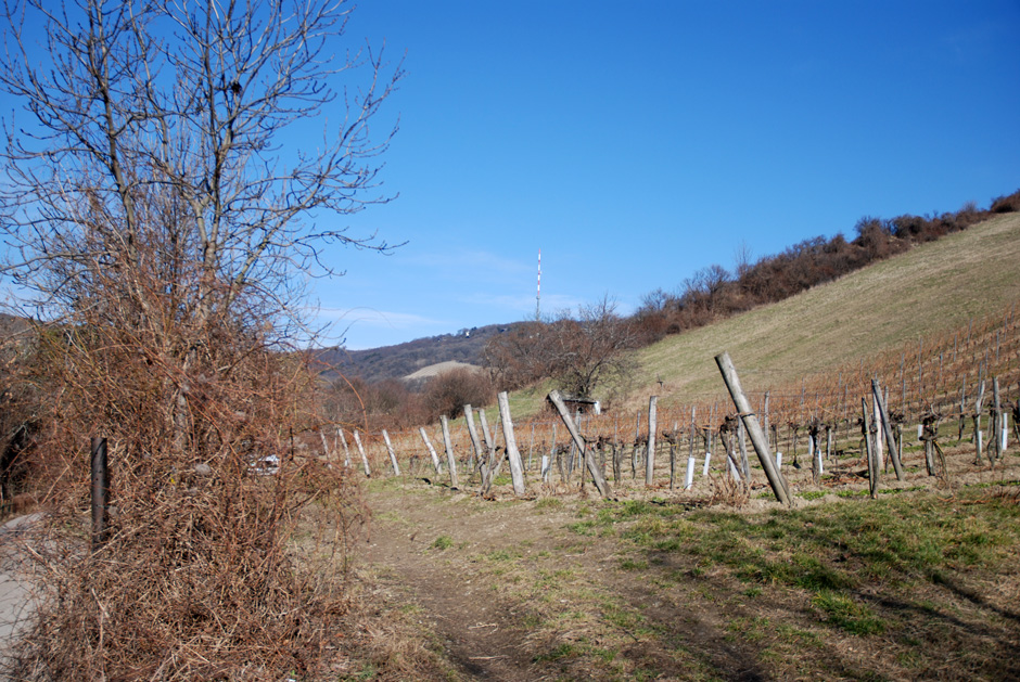 Wildgrubgasse und ORF-Sender Kahlenberg