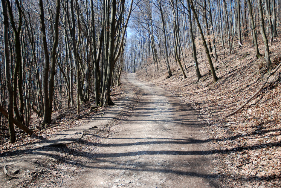 Richtung Hermannskogel, Habsburgwarte