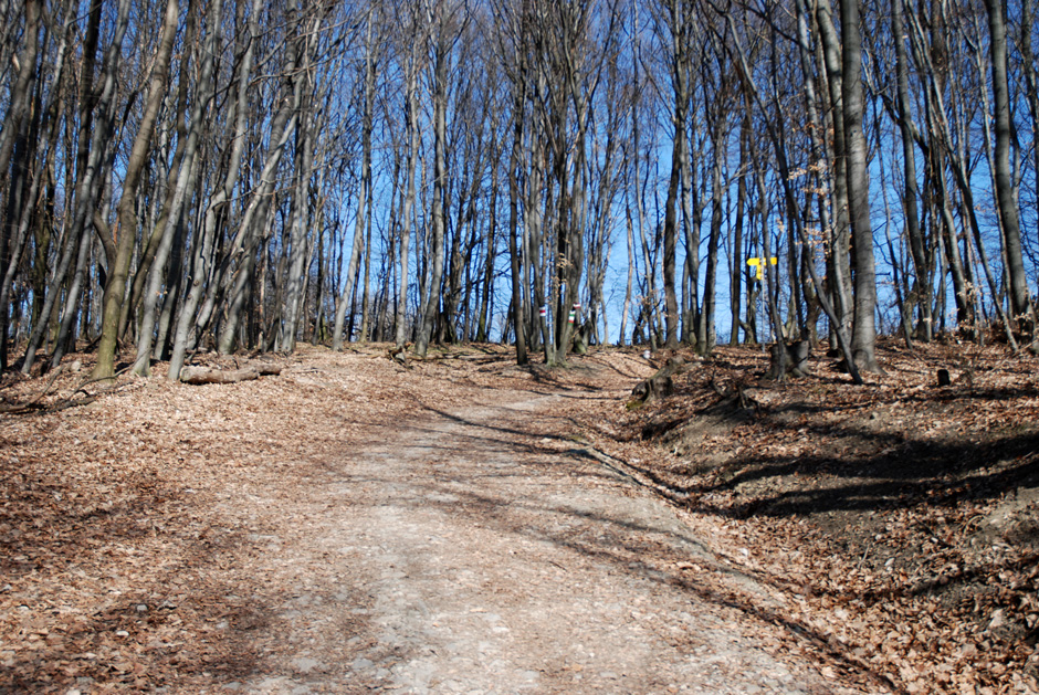 Richtung Hermannskogel, Habsburgwarte