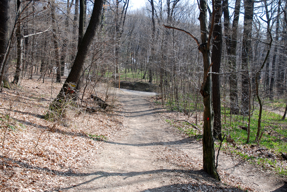 Michaeler Wald